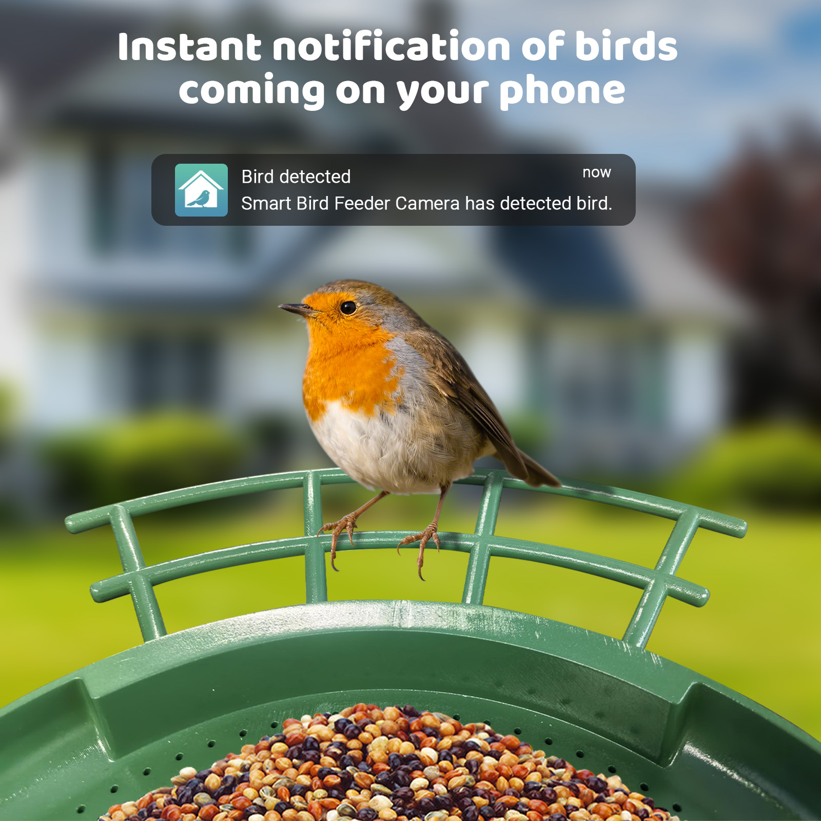 Mangiatoia per Uccelli Intelli - Smart Bird Feeder Camera recensione e prezzo